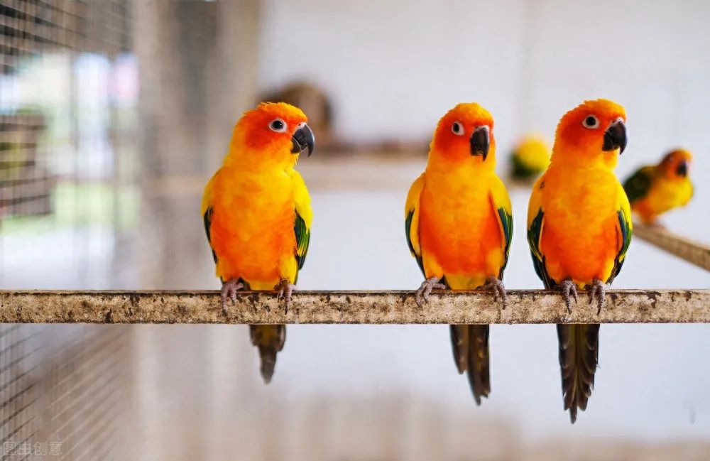 鹦鹉怎么补钙（鹦鹉补钙吃什么食物）-硒宝网