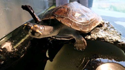 怎么给乌龟补钙（乌龟补钙吃什么食物）-硒宝网