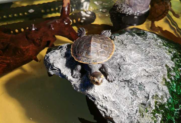 怎么给乌龟补钙（乌龟补钙吃什么食物）-硒宝网
