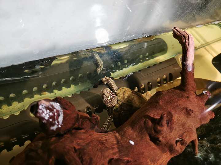 怎么给乌龟补钙（乌龟补钙吃什么食物）-硒宝网