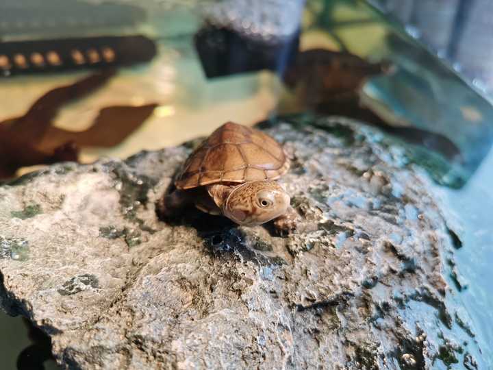 怎么给乌龟补钙（乌龟补钙吃什么食物）-硒宝网