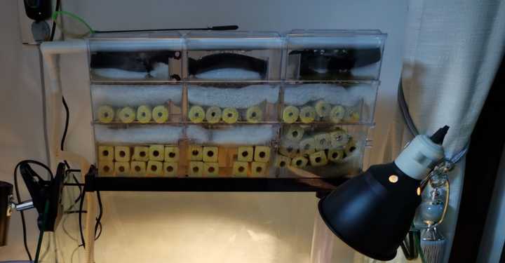 怎么给乌龟补钙（乌龟补钙吃什么食物）-硒宝网