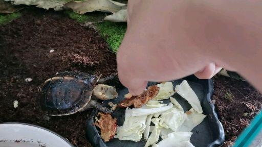 怎么给乌龟补钙（乌龟补钙吃什么食物）-硒宝网