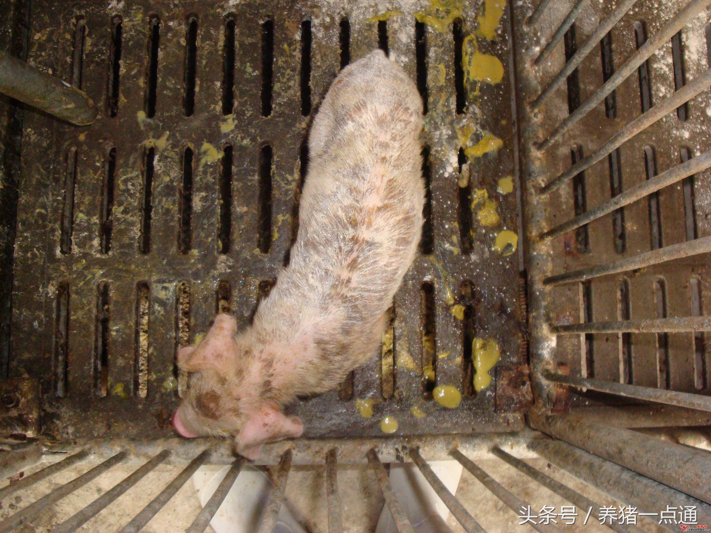 仔猪50天补多少硒（仔猪补硒中毒怎样治疗）-硒宝网