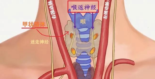 甲状腺癌术后 补硒（甲状腺癌术后用补硒吗）-硒宝网