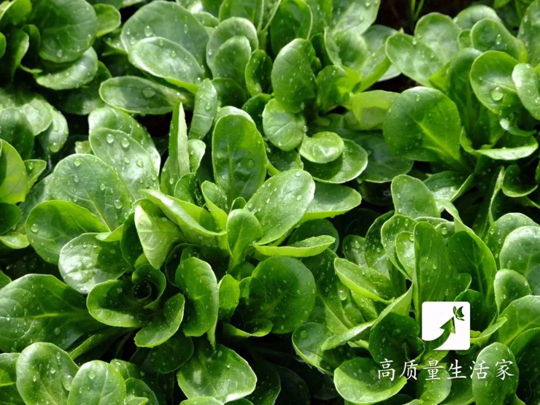 什么蔬菜最补钙(什么水果蔬菜补钙)-硒宝网