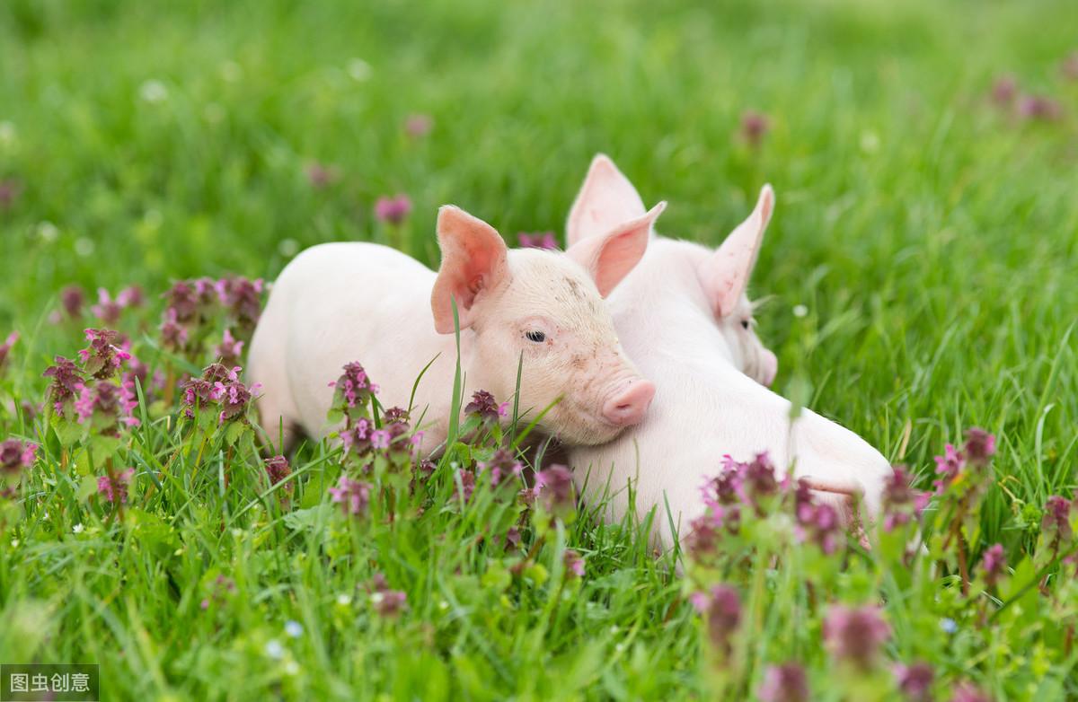 仔猪50天补多少硒（仔猪补硒的作用）-硒宝网