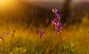 喝奶粉可以补钙吗(补钙的可以和奶粉冲在一起吗)-硒宝网