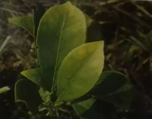 怎样快速补钙(补钙快速的食物有哪些)-硒宝网