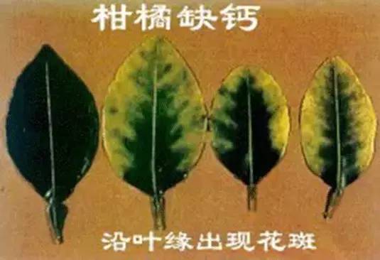 怎样快速补钙(补钙快速的食物有哪些)-硒宝网