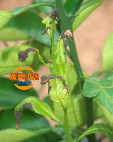 怎样快速补钙(补钙快速的食物有哪些)-硒宝网