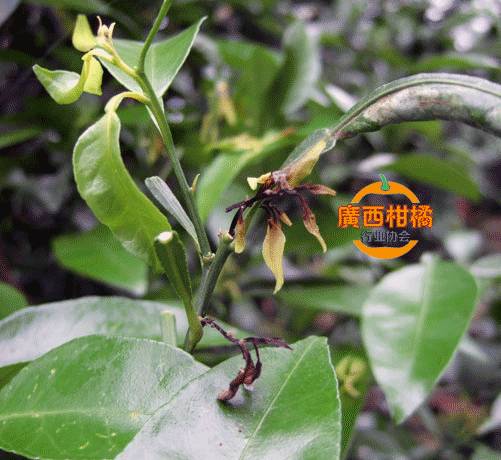 怎样快速补钙(补钙快速的食物有哪些)-硒宝网