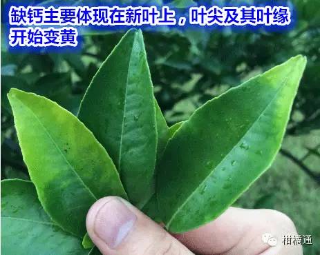 怎样快速补钙(补钙快速的食物有哪些)-硒宝网