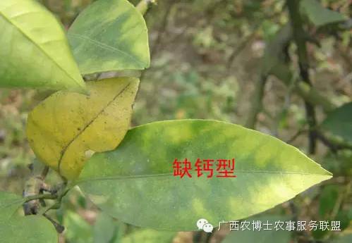 怎样快速补钙(补钙快速的食物有哪些)-硒宝网