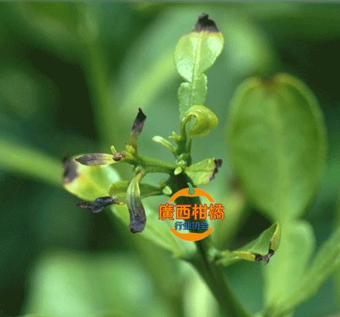 怎样快速补钙(补钙快速补钙)-硒宝网