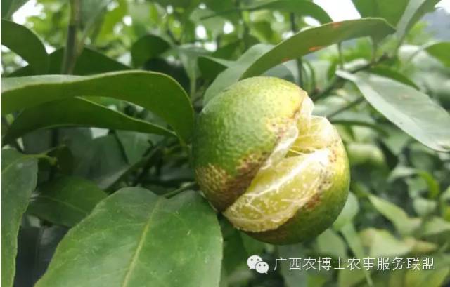 怎样快速补钙(补钙快速补钙)-硒宝网