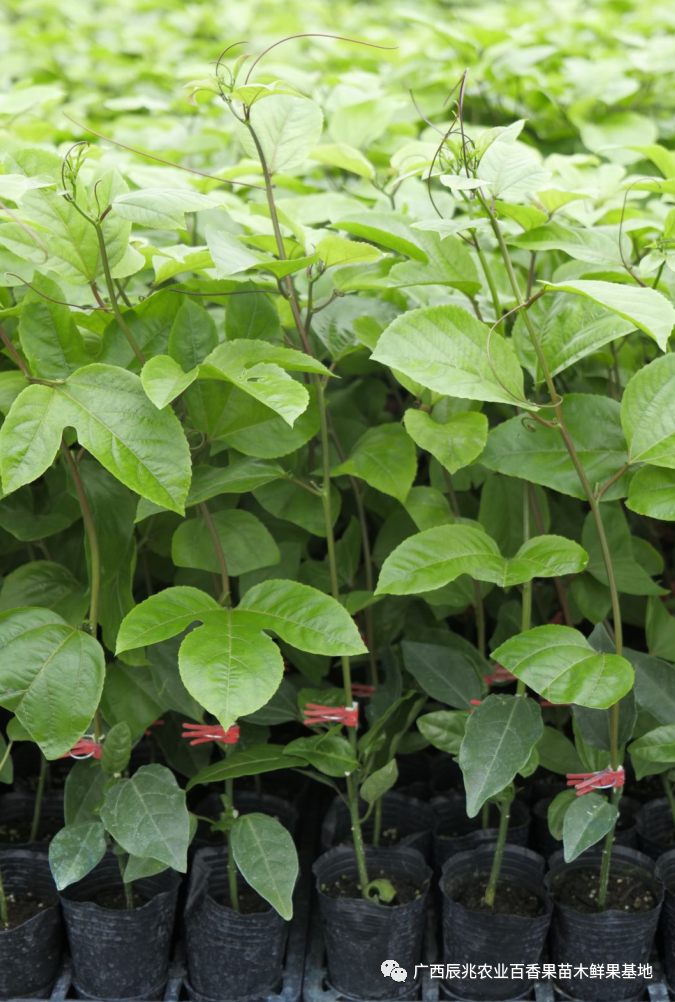 怎样快速补钙(补钙快速补钙)-硒宝网