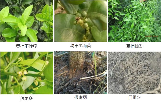 怎样快速补钙（补钙快速药物有哪些）-硒宝网