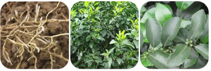 怎样快速补钙（补钙快速药物有哪些）-硒宝网