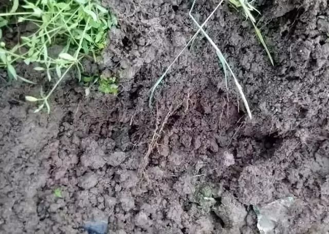 怎样快速补钙（补钙快速药物有哪些）-硒宝网