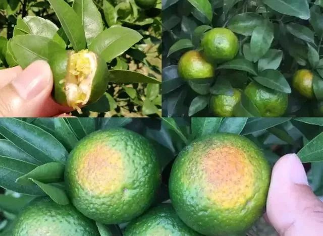 怎样快速补钙（补钙快速药物有哪些）-硒宝网