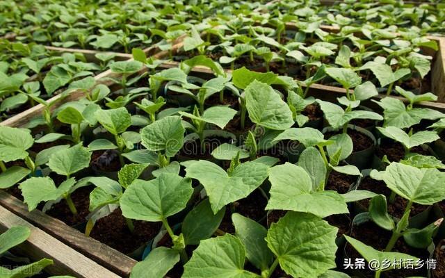 怎么给蔬菜补硒肥料（蔬菜补肥料硒含量标准）-硒宝网