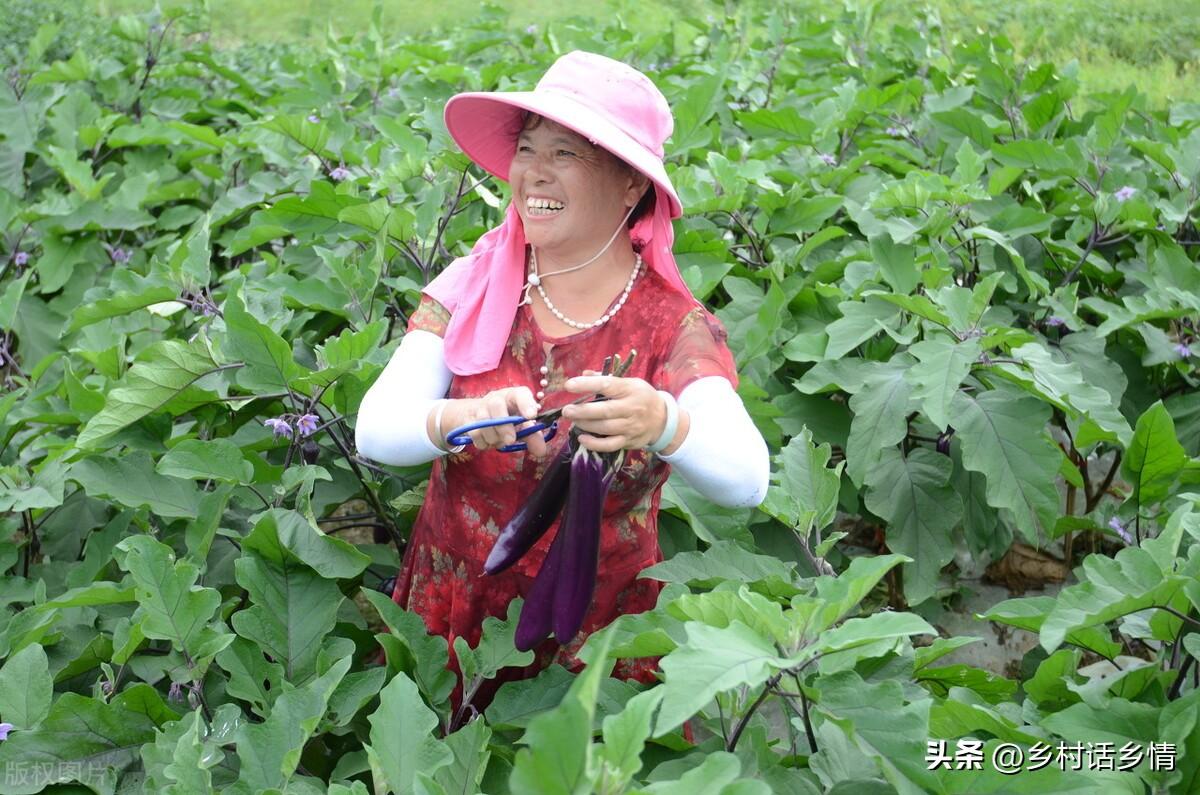 怎么给蔬菜补硒肥料（蔬菜补肥料硒含量标准）-硒宝网