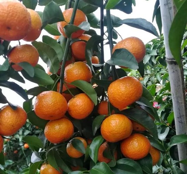 怎样快速补钙（补钙快速方法）-硒宝网