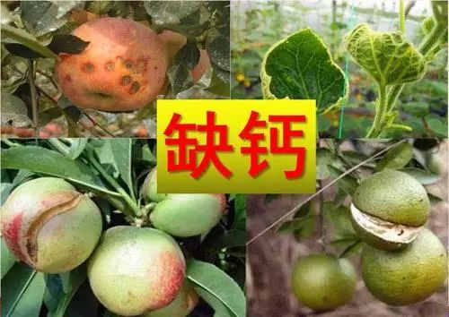 怎样快速补钙（补钙快速方法）-硒宝网