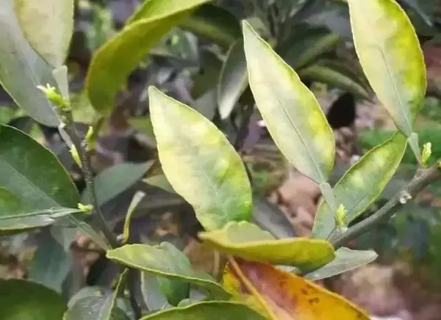 怎样快速补钙（补钙快速方法）-硒宝网