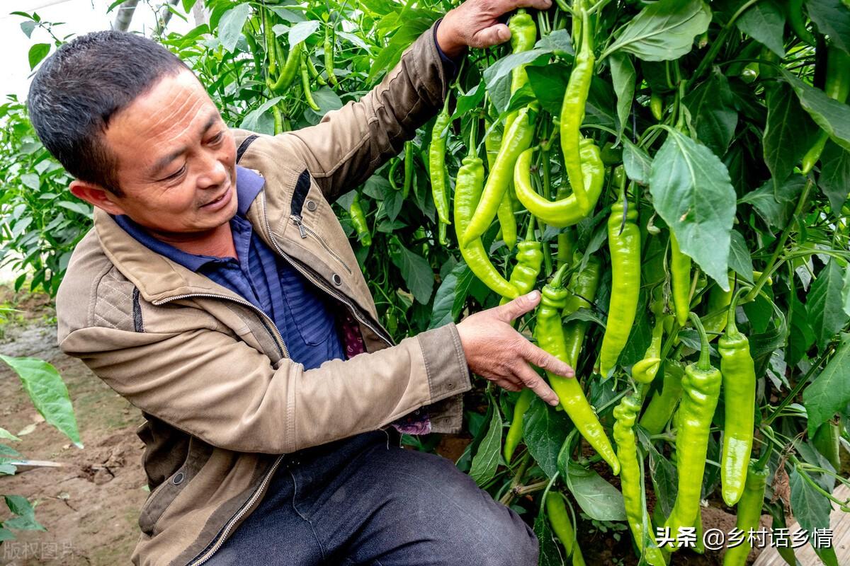 怎么给蔬菜补硒肥料(硒对蔬菜的作用)-硒宝网