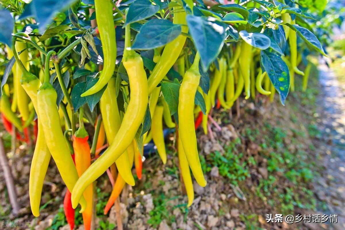 怎么给蔬菜补硒肥料(硒对蔬菜的作用)-硒宝网