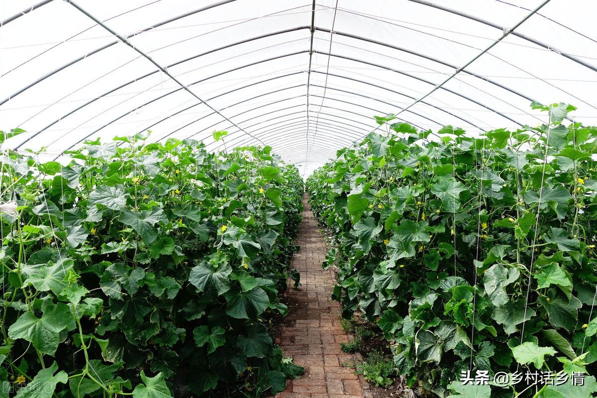 怎么给蔬菜补硒肥料(硒对蔬菜的作用)-硒宝网