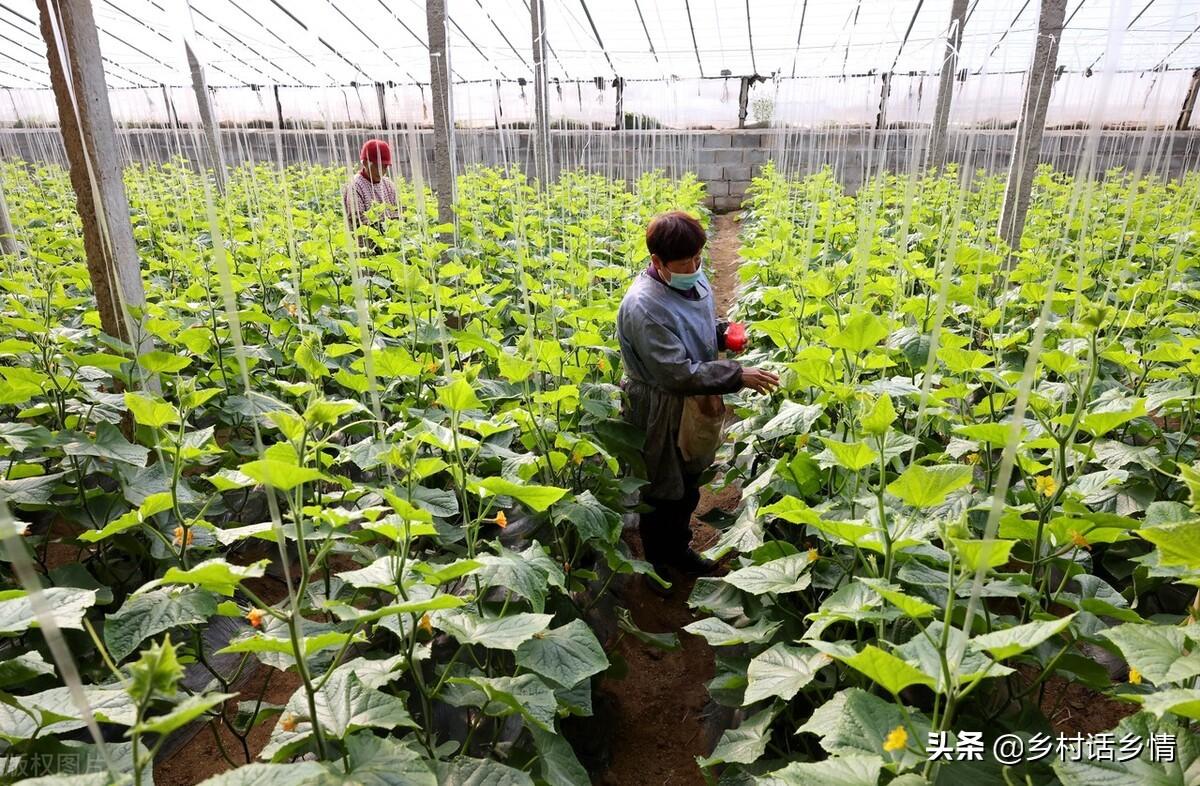 怎么给蔬菜补硒肥料(硒对蔬菜的作用)-硒宝网