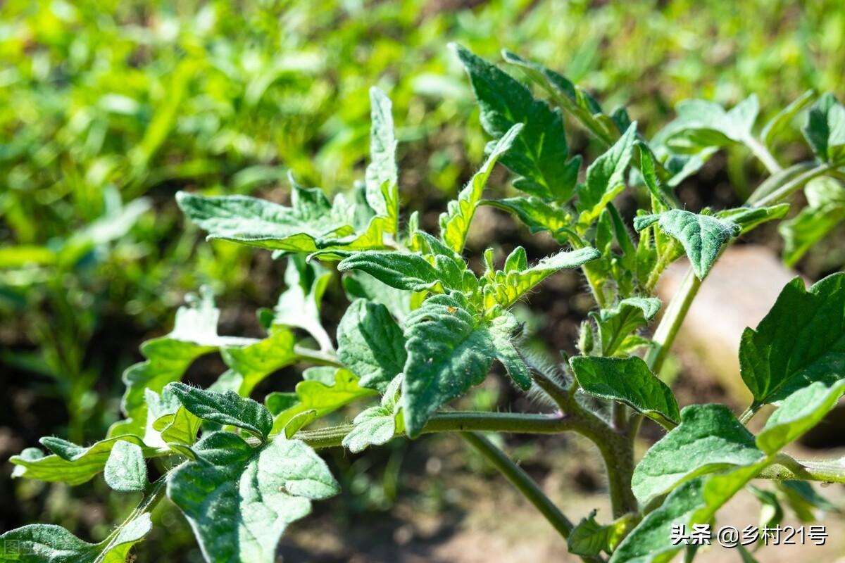 怎么给蔬菜补硒肥料(蔬菜补肥料硒含量高吗)-硒宝网