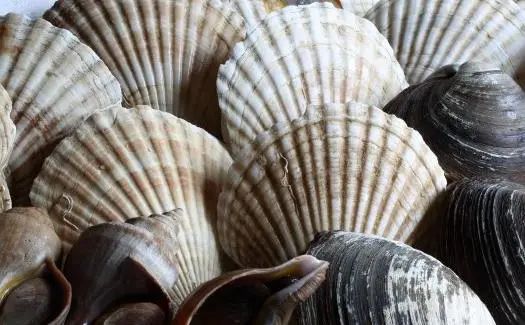 补锌补硒最好的食物(补食物好补锌硒的有哪些)-硒宝网