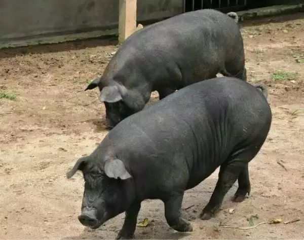 补硒洋葱炒什么好吃(洋葱的硒含量高吗)-硒宝网