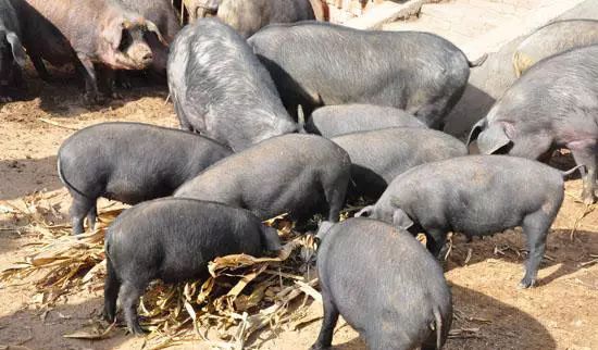 补硒洋葱炒什么好吃(洋葱的硒含量高吗)-硒宝网