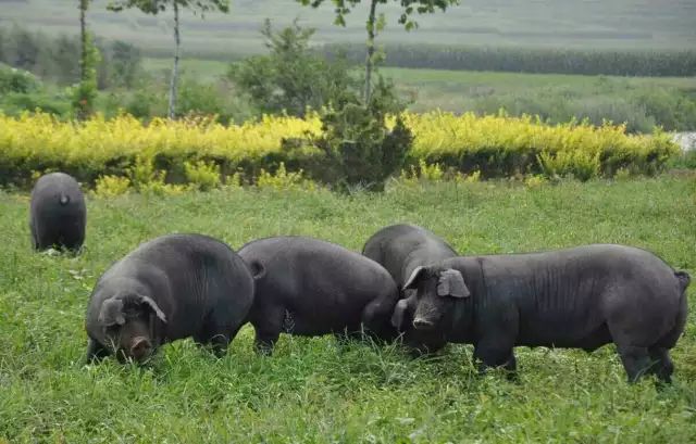 补硒洋葱炒什么好吃(洋葱的硒含量高吗)-硒宝网