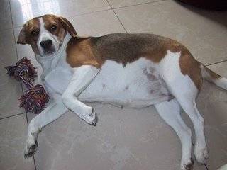 狗狗吃什么可以补钙（狗狗吃钙片能补钙吗）-硒宝网