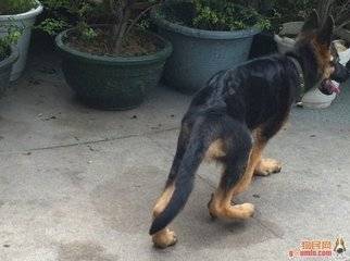 狗狗吃什么可以补钙（狗狗吃钙片能补钙吗）-硒宝网