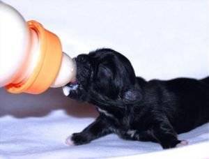 狗狗吃什么可以补钙（狗狗吃钙片能补钙吗）-硒宝网