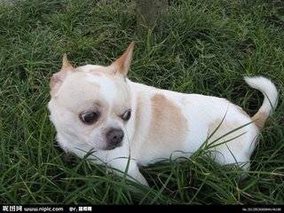 狗狗吃什么可以补钙（狗狗吃钙片能补钙吗）-硒宝网