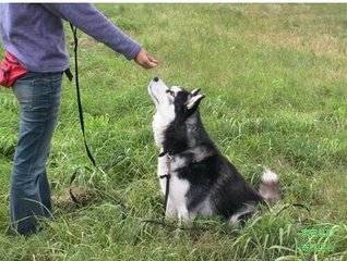 狗狗吃什么可以补钙（狗狗吃钙片能补钙吗）-硒宝网