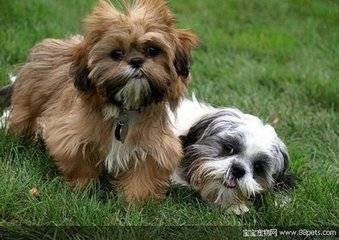 狗狗吃什么可以补钙（狗狗吃钙片能补钙吗）-硒宝网