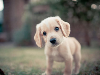 狗狗吃什么可以补钙（狗狗喂钙片有效果吗）-硒宝网