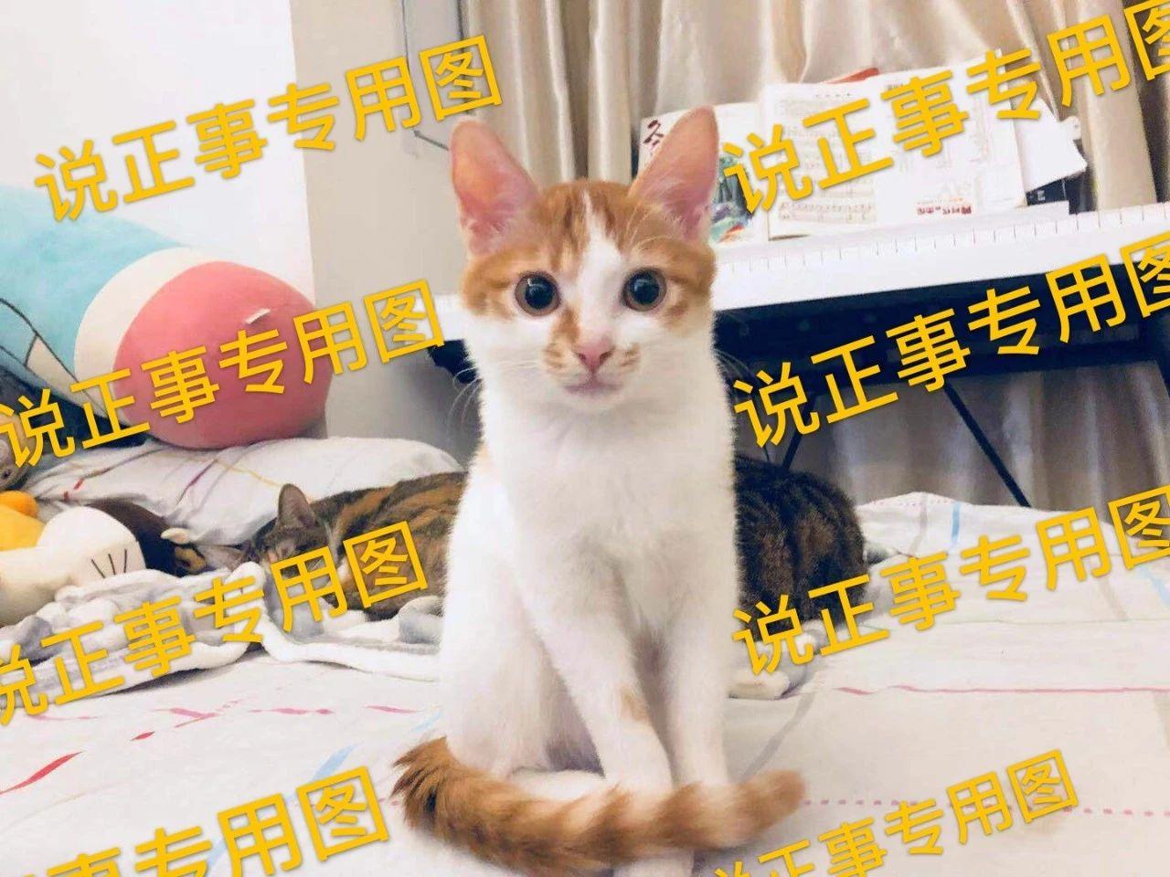 怎么给猫补钙(猫补钙可以喝葡萄糖酸钙吗)-硒宝网
