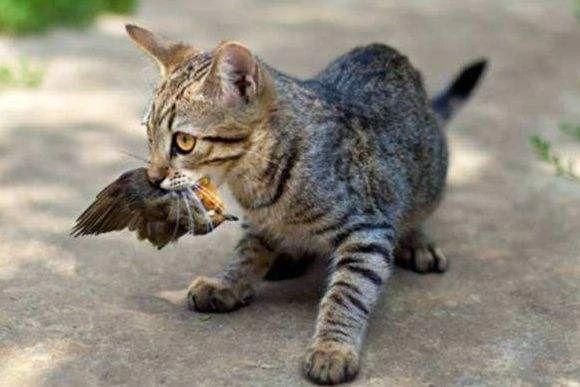 怎么给猫补钙(猫补钙可以喝葡萄糖酸钙吗)-硒宝网