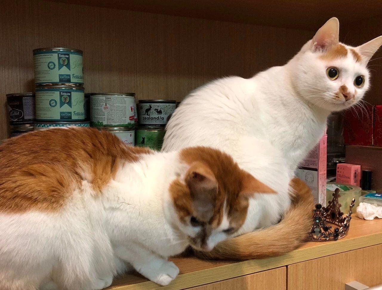 怎么给猫补钙(猫补钙可以喝葡萄糖酸钙吗)-硒宝网