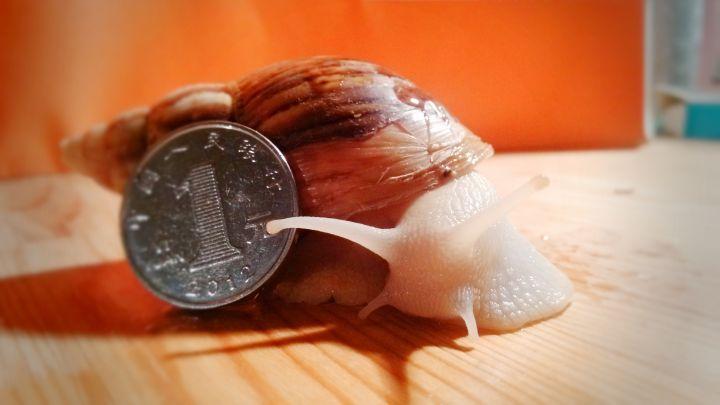 怎么给猫补钙（猫补钙过多会怎么样）-硒宝网